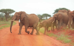 3 Days Tsavo East And Amboseli