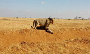 3 Days Tsavo East And West National Park