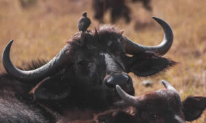 7 days safari samburu, aberdares, lake nakuru & masai mara